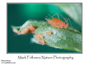 Pea aphid Acyrthosiphon pisum